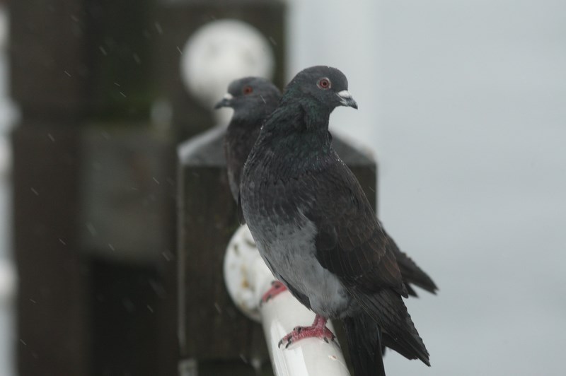Birds seen perched on railings along the boardwalk Monday during rain showers. Kenneth Armstrong/SooToday