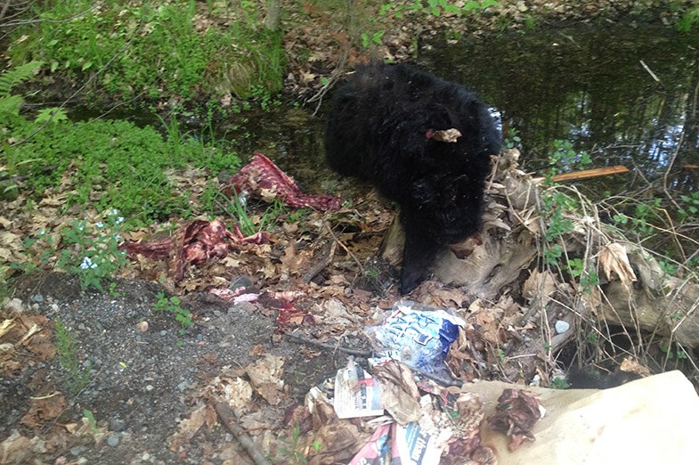 Remains of a bear reportedly seen at the end of Case Road on Wednesday night. SUBMITTED PHOTO