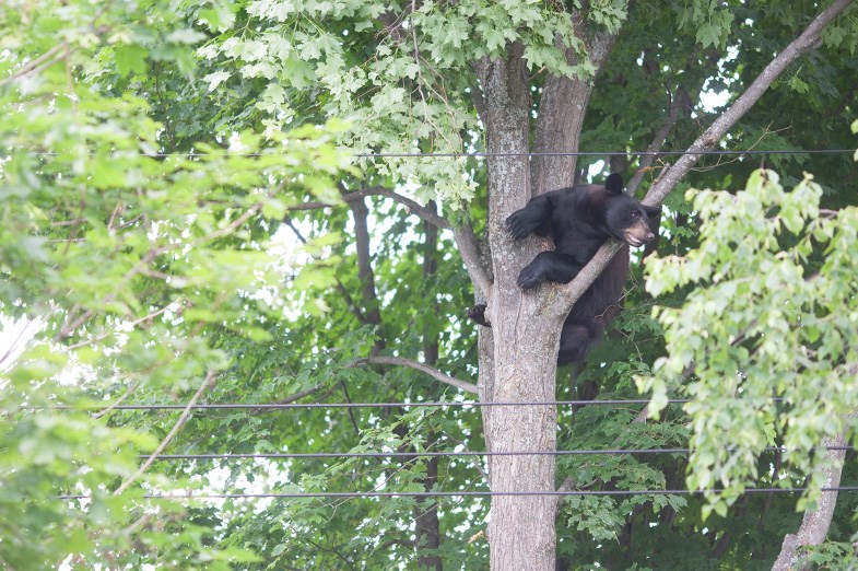 A bear seen in a tree behind a property on Kerr Drive in the city's east end last Monday. Kenneth Armstrong/SooToday