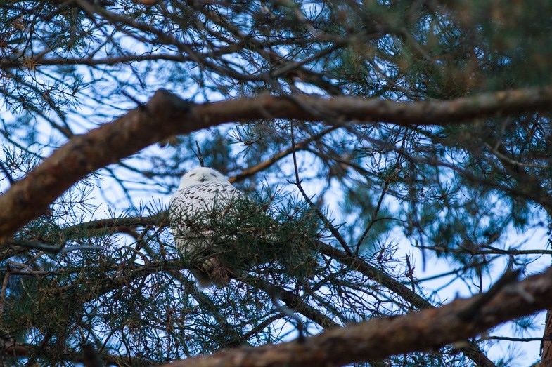 A snowy owl was perched in a tree on Thorneloe Crescent for the entire day on Sunday, October 25, 2015. Donna Hopper/SooToday