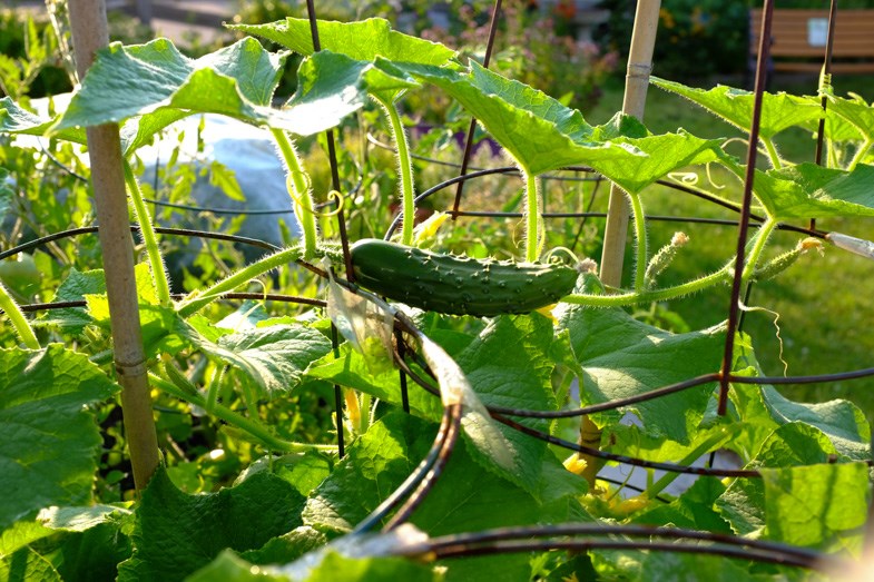 The Allard Street Community Garden, at 105 Allard Street, won an award for Best Vegetable Garden and also a Green Glove Award whose criteria includes Environmentally friendly gardening practices as part of The City of Sault Ste. Marie&#226;&amp;#128;&amp;#153;s 36th Annual City Beautification Awards. Photo by Jeff Klassen