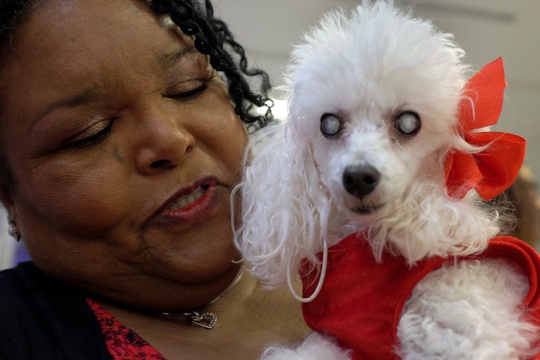 Retired therapy dog Tashi is completely blind but still highly lovable. Handler Sally Toivinen said Tashi is 11 years old and visited 15,000 homes throughout her career. Photo by Jeff Klassen for SooToday