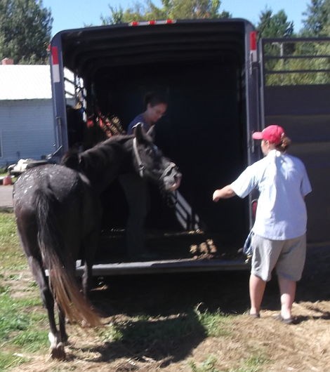 OSPCA volunteers coaxing elderly, retired saddle horse on trailer for removal
