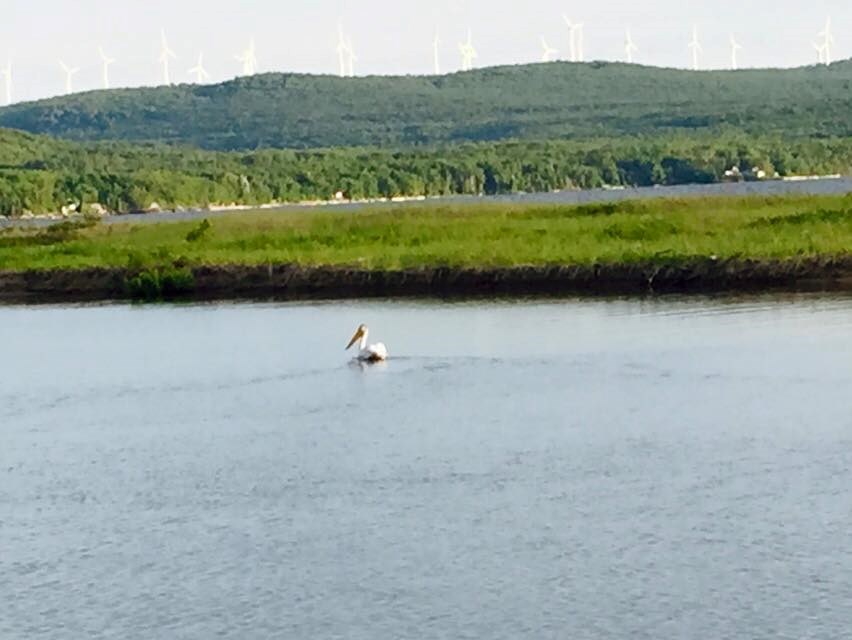 Jason Collins snapped this photo of a pelican on Goulais Bay last night.