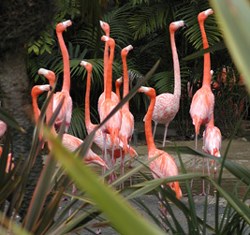 arts-flamingos