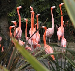 arts-flamingos