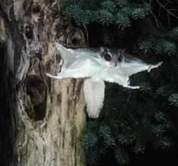 arts-flyingsquirrel