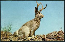 arts-jackalope