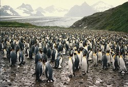 arts-penguins