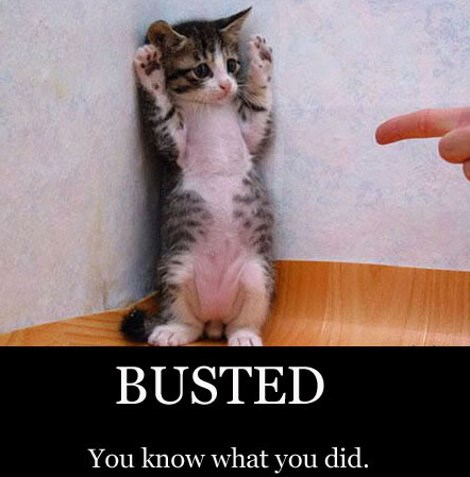 BustedCat
