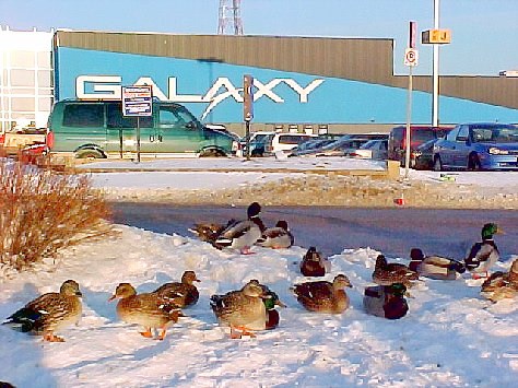 GalaxyDucks