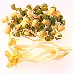 MungBeanSprouts
