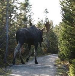 Is there really a moose this big? Or is it a hoax? - Sault Ste. Marie News