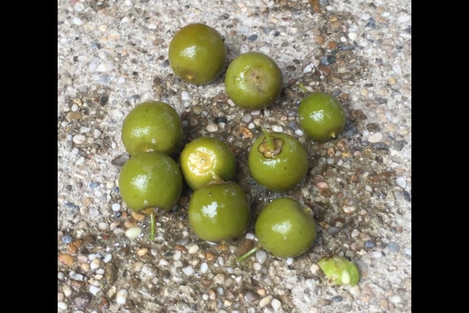 These nuts from Ecuador trees produce a liquid which can be bottled and sold as an organic shampoo.  Photo supplied by Luke Dalla Bona.