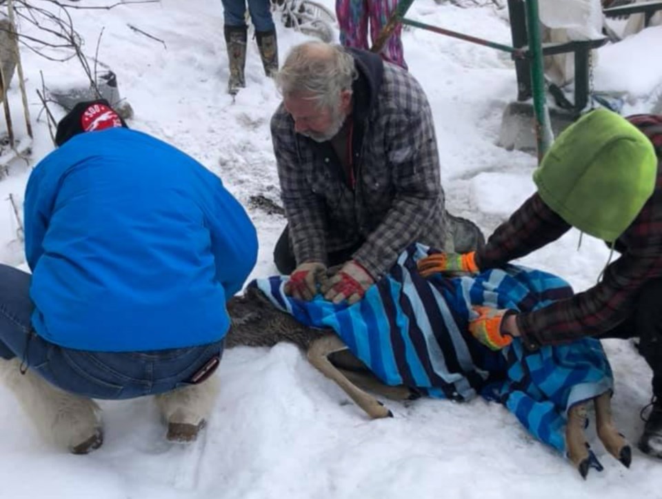 20191012-deer rescue Echo Lake photo Facebook photo