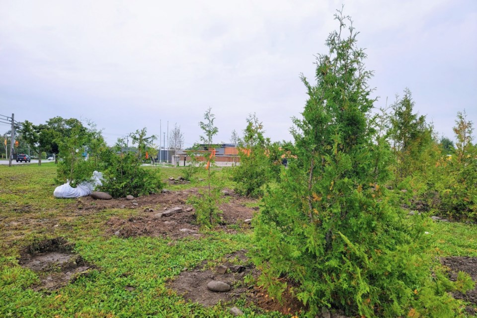 Northern white cedar trees, transplanted by Clean North and a group of partners, at the soon-to-open Northway Wellness Centre at 145 Old Garden River Rd., Sept. 11, 2023.