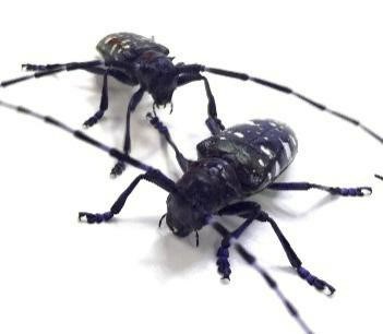 Asian long-horned beetles. Photo supplied
