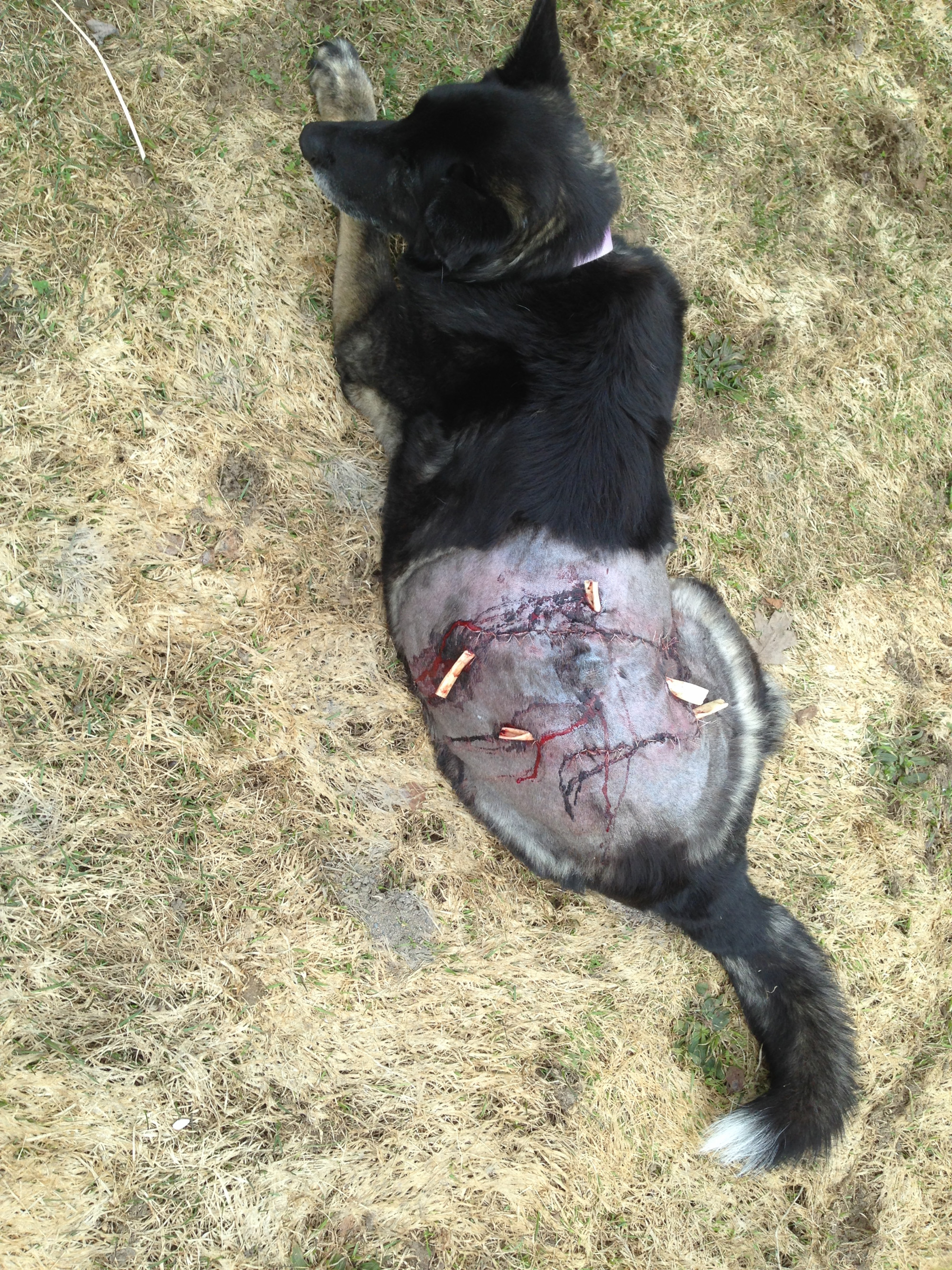 Dogs attacking best sale bears