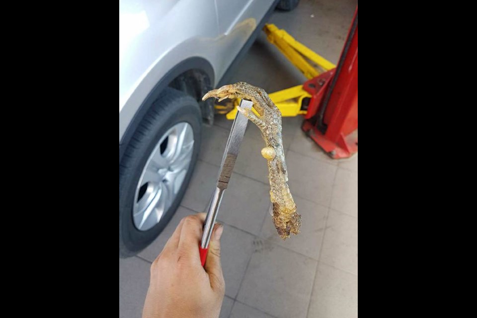 During a regular oil change on Annette Fischer's Toyota Rav4, mechanics at Northside Toyota found what appears to be a turkey foot in the vehicle's airbox. Jeff Klassen/SooToday