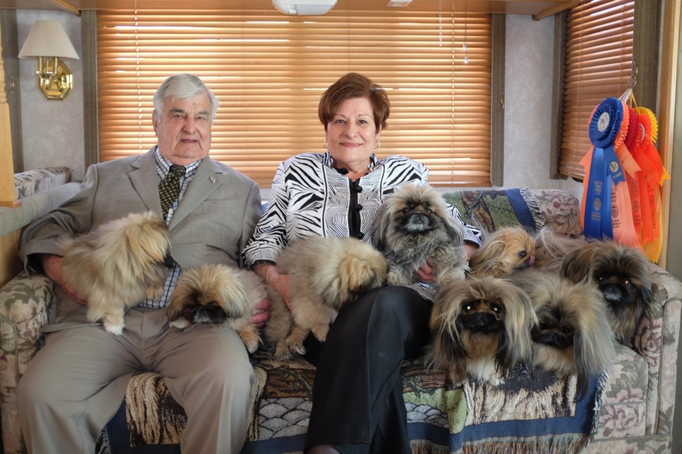 Don and Micheline Pigeon in their motorhome with their nine Pekingese 'children' - Holly, Sweetie, Misha, Guildy, Rupert, Belle, Stormy Weather, Winter Gale, and Bill (one of them wouldn't jump up on the couch). The Sudbury couple have been showing Pekingese dogs since the 70s. Photo by Jeff Klassen for SooToday