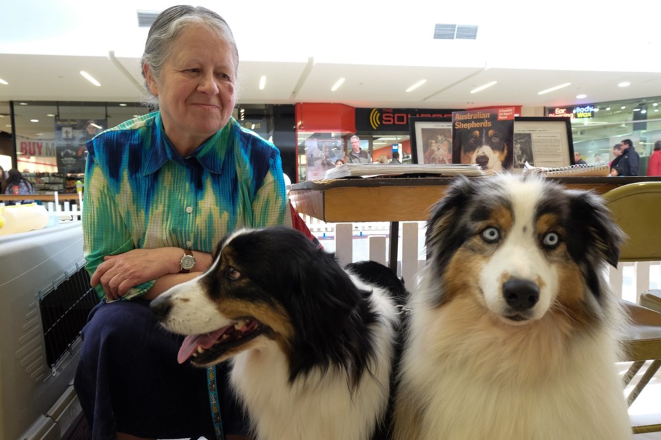 Owner JoAnne Johnson with her Australian Shepherd-breed dogs Molson, 8, (left) and Storm, 1, (right) at the 'Meet the Breed' dog show on Saturday. Johnson said Storm's unique and rather exceptional looking eyes are normal for her breed. Photo by Jeff Klassen for SooToday