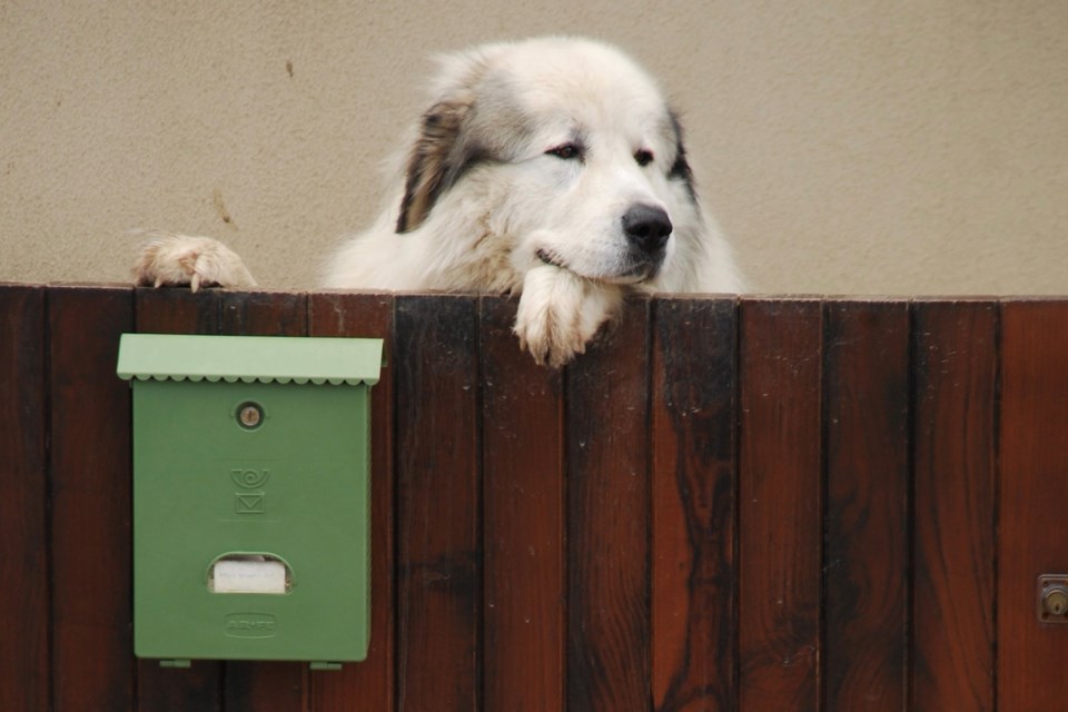 dog-mail