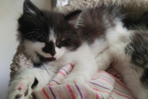 Animal lovers rally for cat welfare at upcoming fundraiser