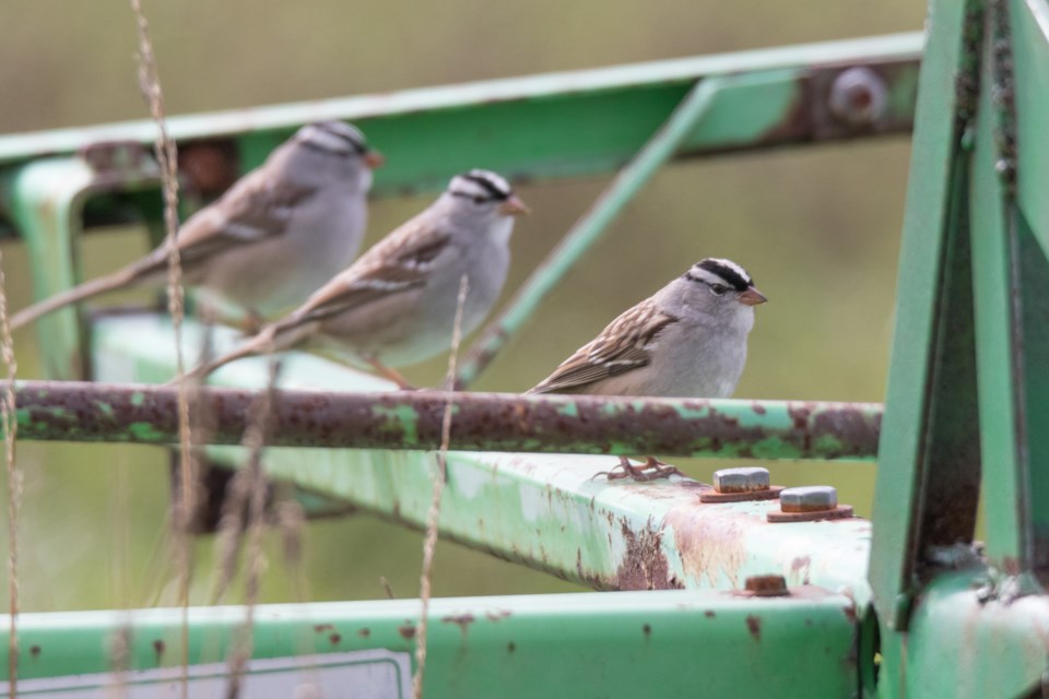 A trio of White Crowned Sparrows. Violet Aubertin for SooToday