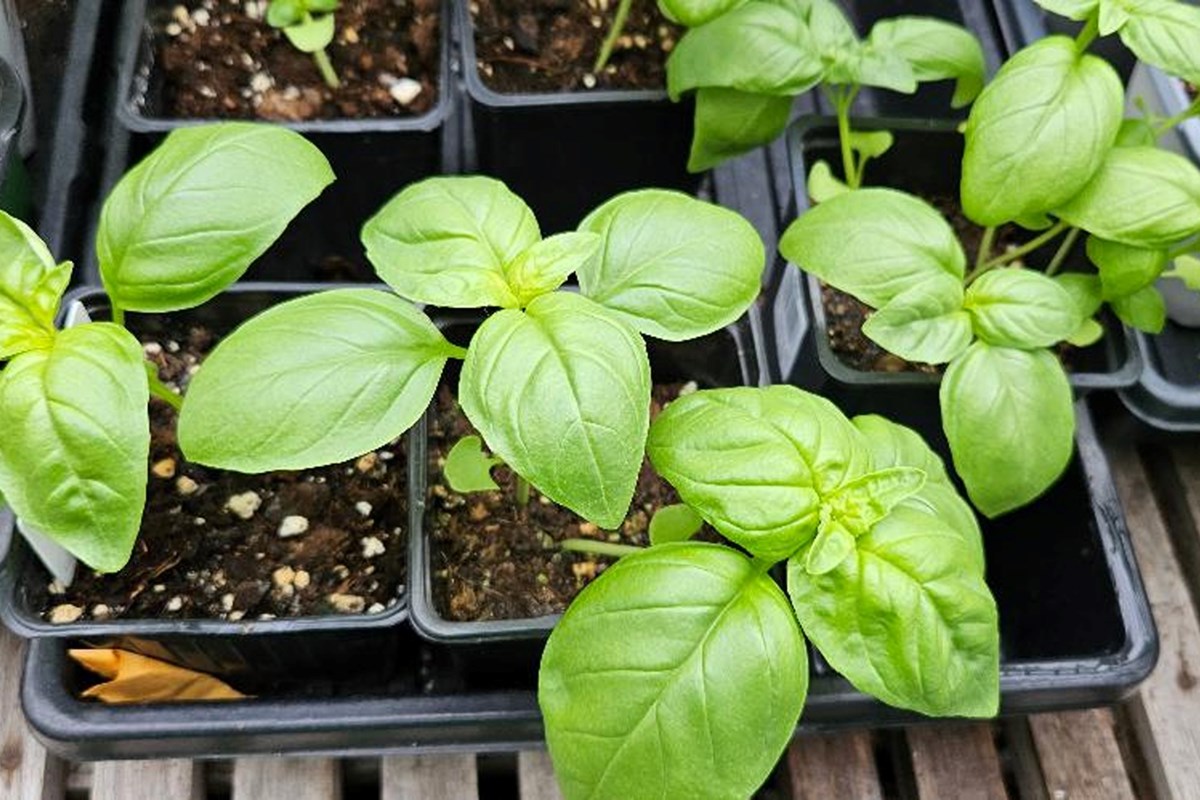 Oproep aan alle groene duimen (en wannabes) om eenjarige planten te verkopen