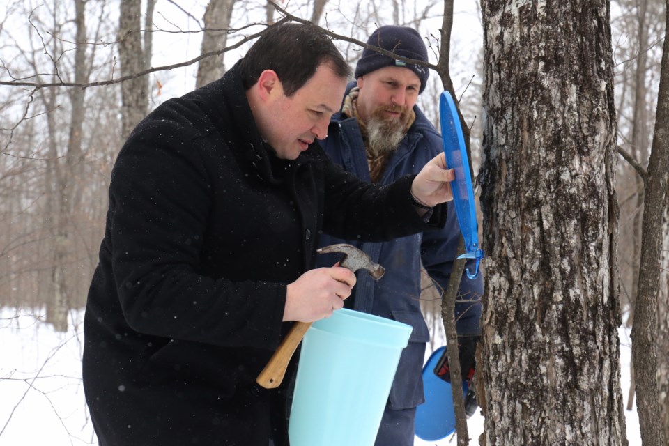 Mayor Christian Provenzano, left, taps a tree during a ceremony held by the Algoma Maple Syrup Producers' Association on Friday. James Hopkin/SooToday