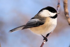 City gets feathers plucked in bid for bird-friendly certification