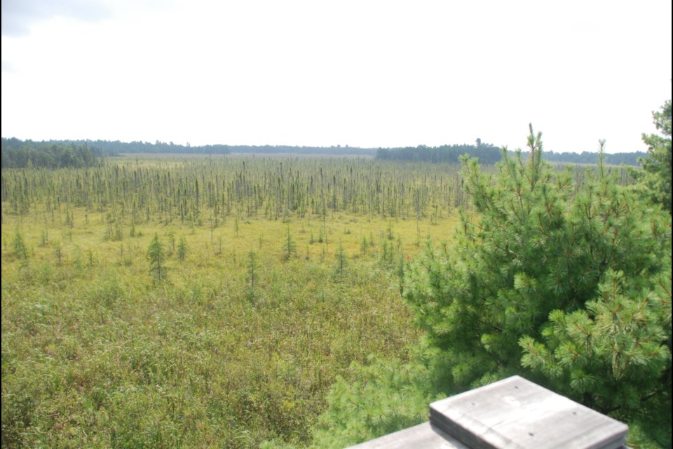 Head to the vista tower for an expansive view of the peatland