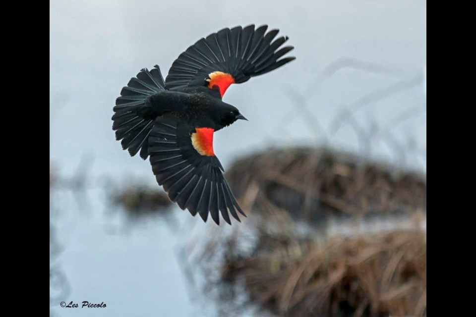 The return of male red-winged blackbirds heralds spring's return in earnest, says Piccolo. Photo submitted by Les Piccolo