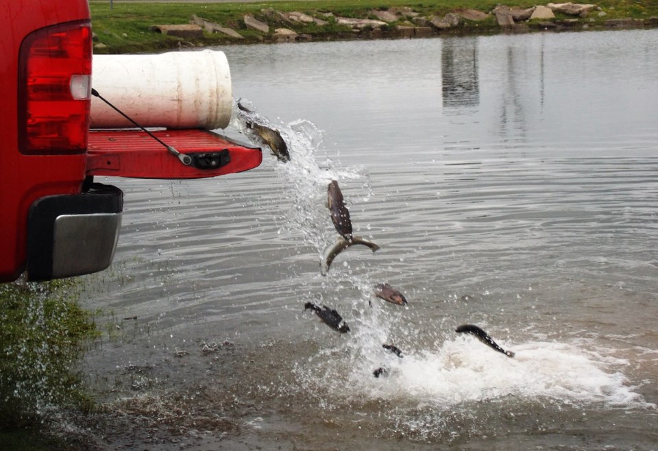 2018-07-02 stocking the Sault Ste. Marie Kids Fishing Pond