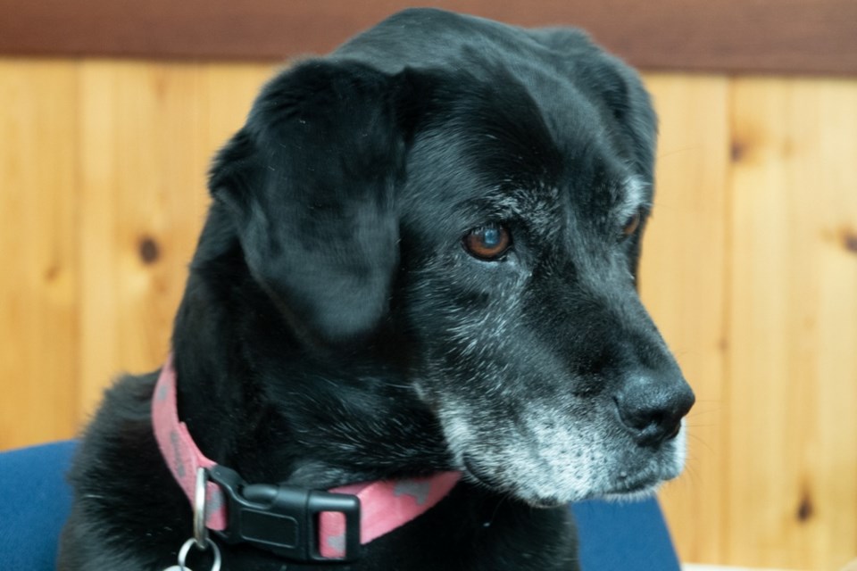Onyx, the 13-year-old black Labrador mix, advances to the rank of Senior Chief Petty Paw-fficer on Friday, May 1, 2020. Onyx is the offical mascot for Coast Guard Station St. Ignace in northern Michigan. U.S. Coast Guard photo by Lt. j.g. Pamela J. Manns.