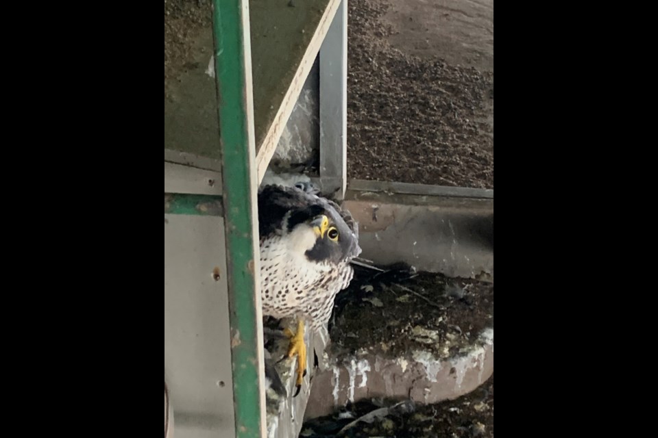 A mother peregrine falcon warily eyes an MDNR team looking to put leg bands on chicks hatched this summer at the Sault Ste. Marie International Bridge.