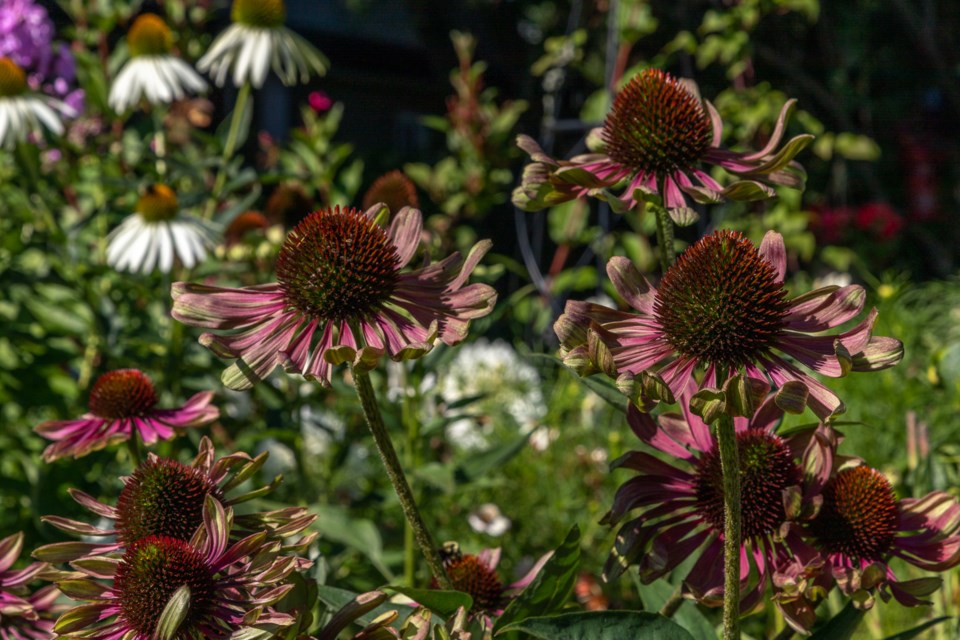Green Twister Echinacea, Sault Ste. Marie Horticultural Society