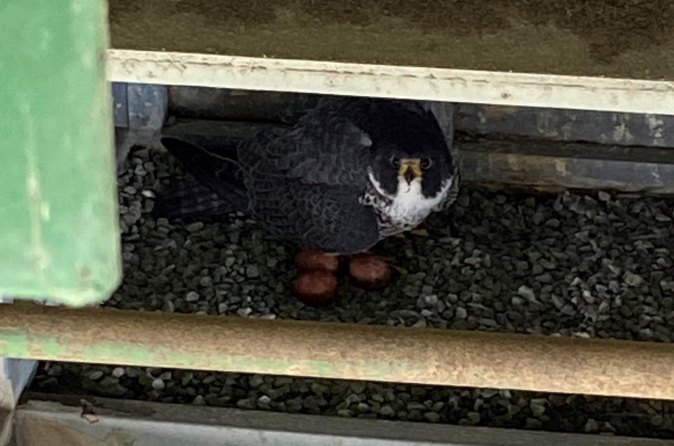 2021-05-06 IBA peregrine falcon