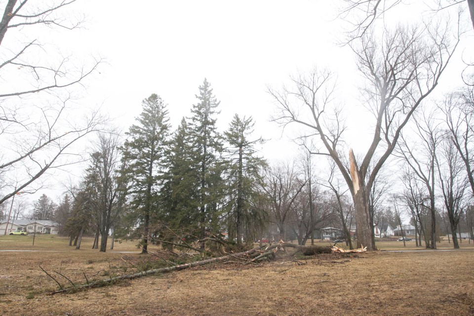 A portion of a large tree in Bellevue Park split and fell to the ground after high winds were experienced overnight in the Sault.
