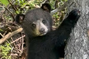 Watch the cutest baby bear climb down a tree on Fifth Line