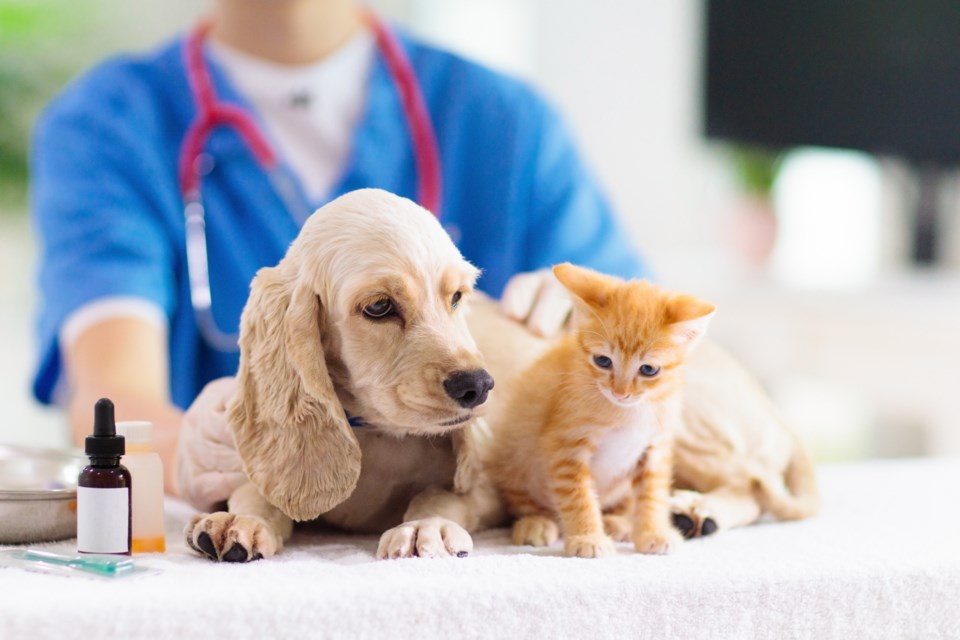 village-life_pet-health-at-the-vet