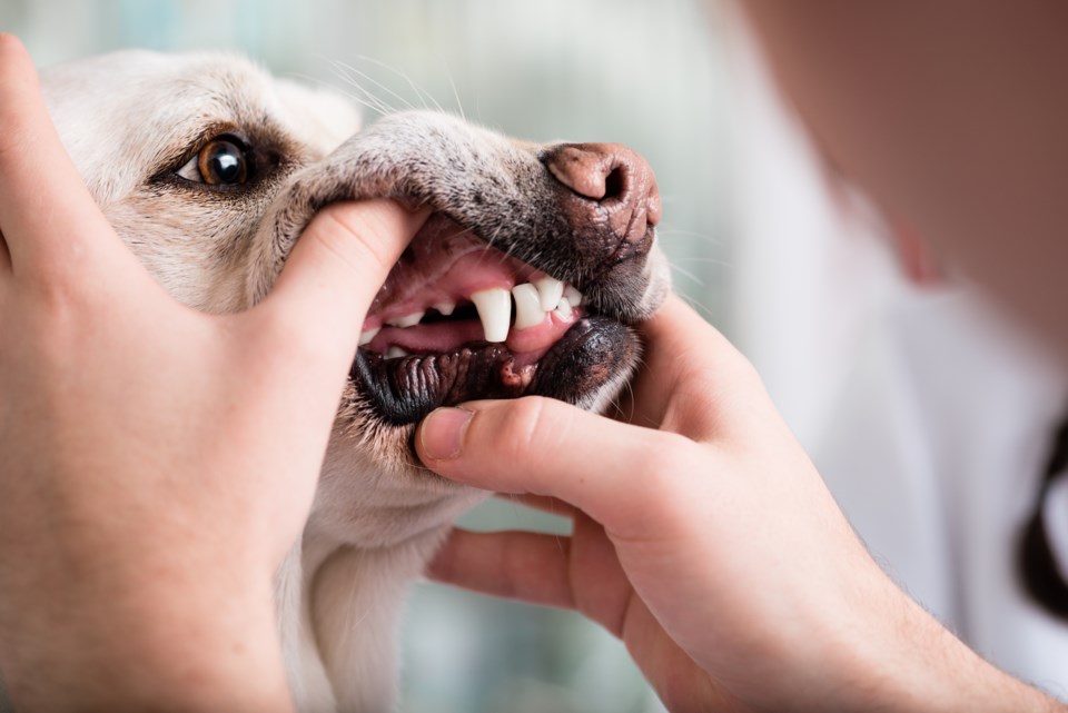 village-life_pet-health-dental-health