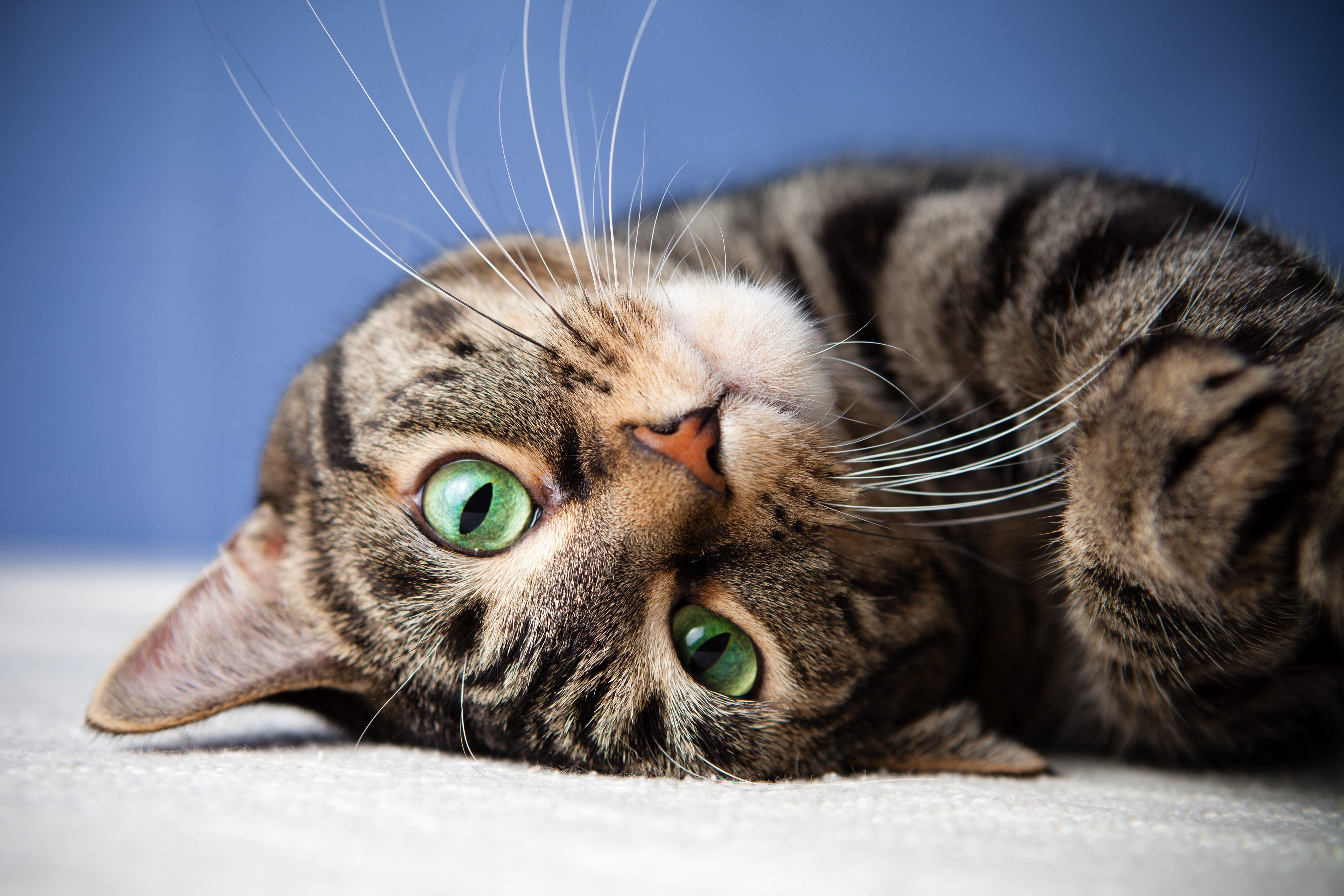 What is the most popular cat breed in the world? Feline organization ranks  them. 