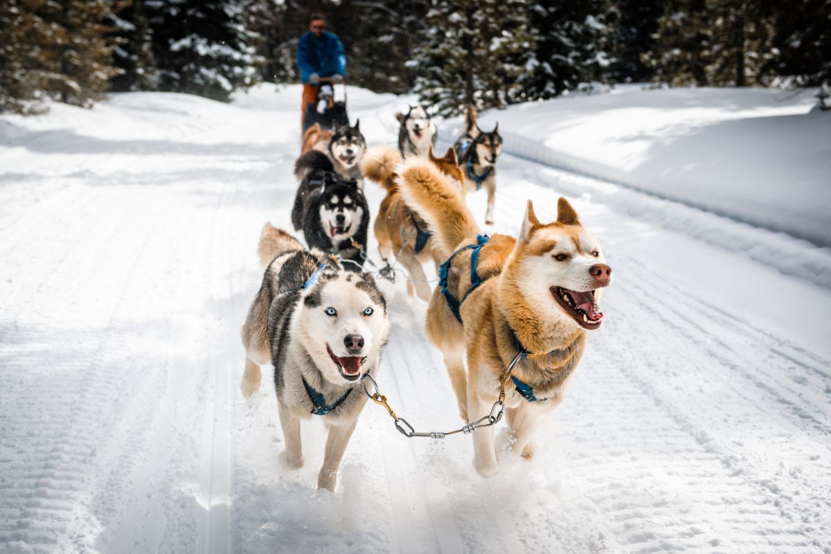 Best dog hot sale sledding