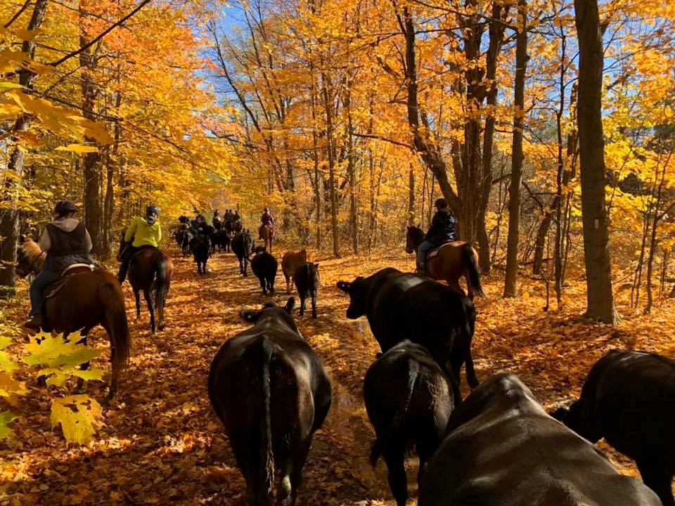 rawhide-adventures_cattle-clinic-2