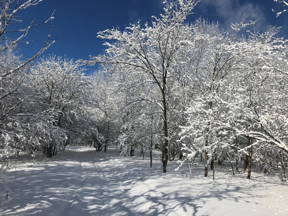 voyageur_snowtrees3