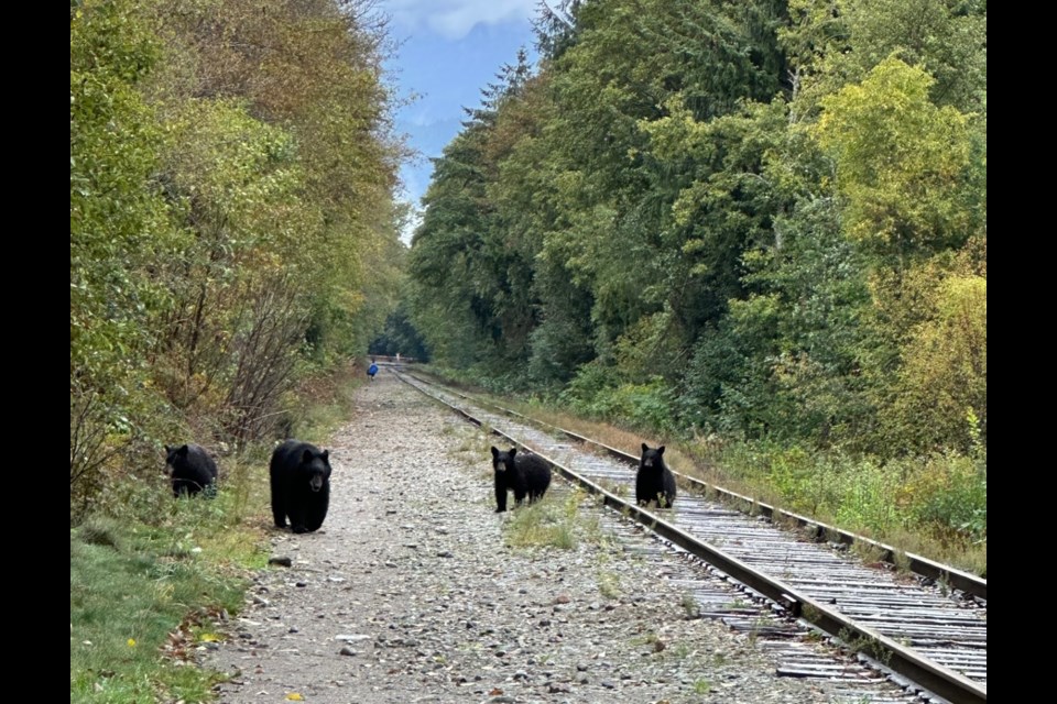 Heather Sidsworth spotted this bear family in Squamish on Wednesday, Sept. 27. 