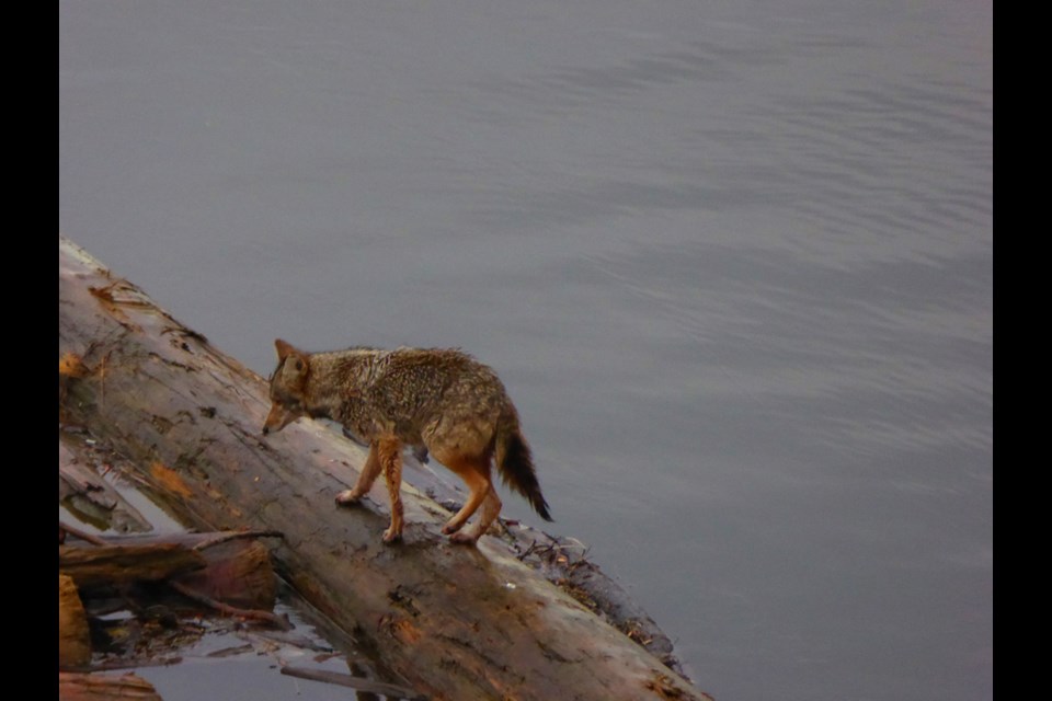 Wild coyote contemplating crossing a river.