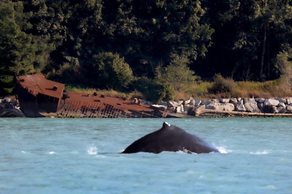 A humpback whale spotted in Howe Sound on Saturday, Aug. 20.