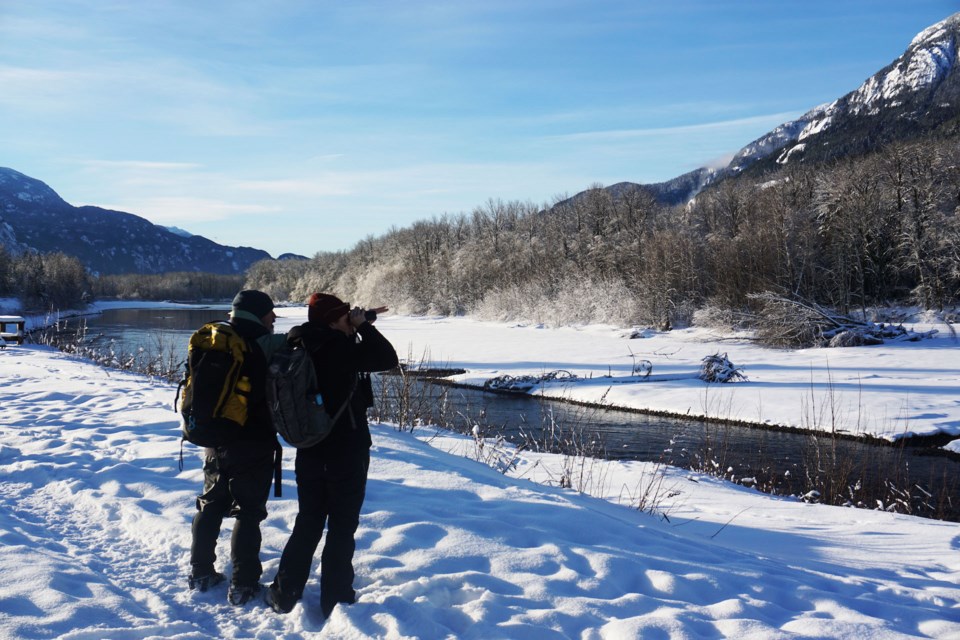 Volunteers looking for eagles.                             